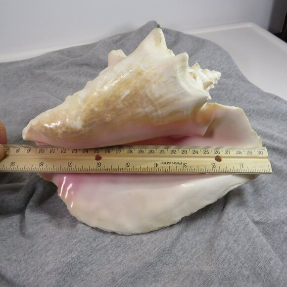 Large REAL Conch Sea Shell 7" tall 9" wide has some chips Tan pink white outer - Picture 3 of 10